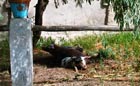庭でくつろぐ二匹の飼い豚