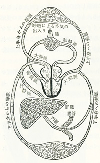 ハーヴィの血液循環説の図式