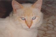 モノ。原型猫ロコの長男猫